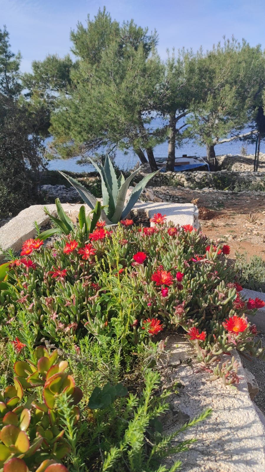 Garden with colorful flowers near the sea